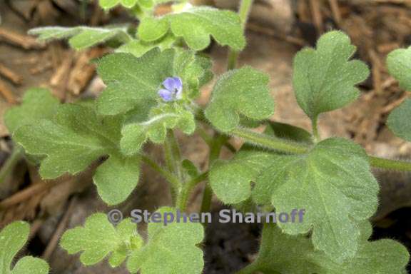 nemophila parviflora var quercifolia 1 graphic